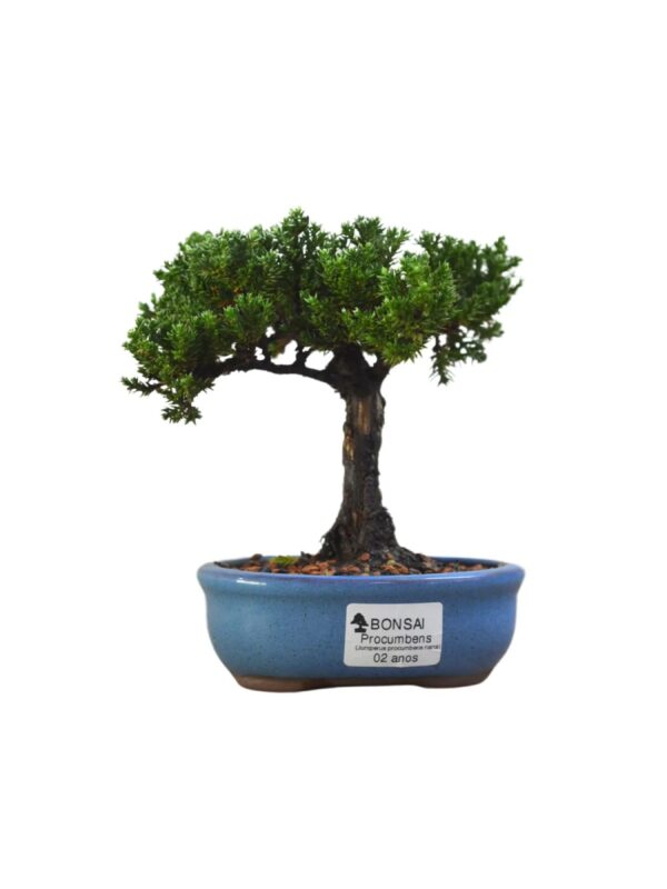 Bonsai Juniperus Procumbens