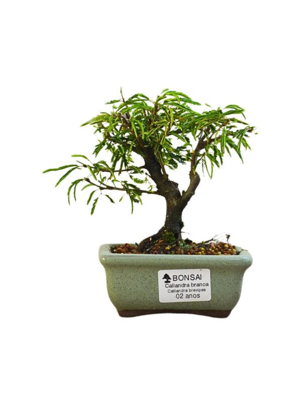 Bonsai Caliandra Branca