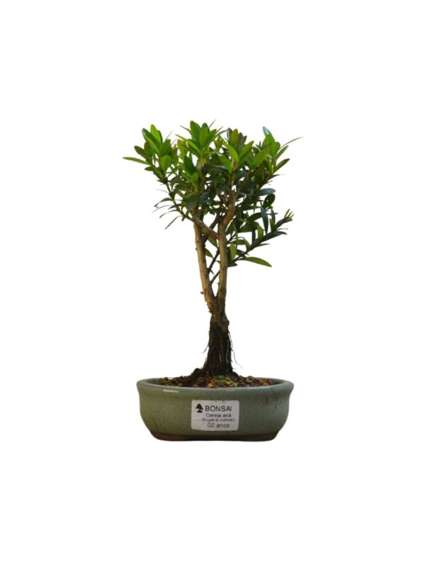 Bonsai Cerejeira Anã