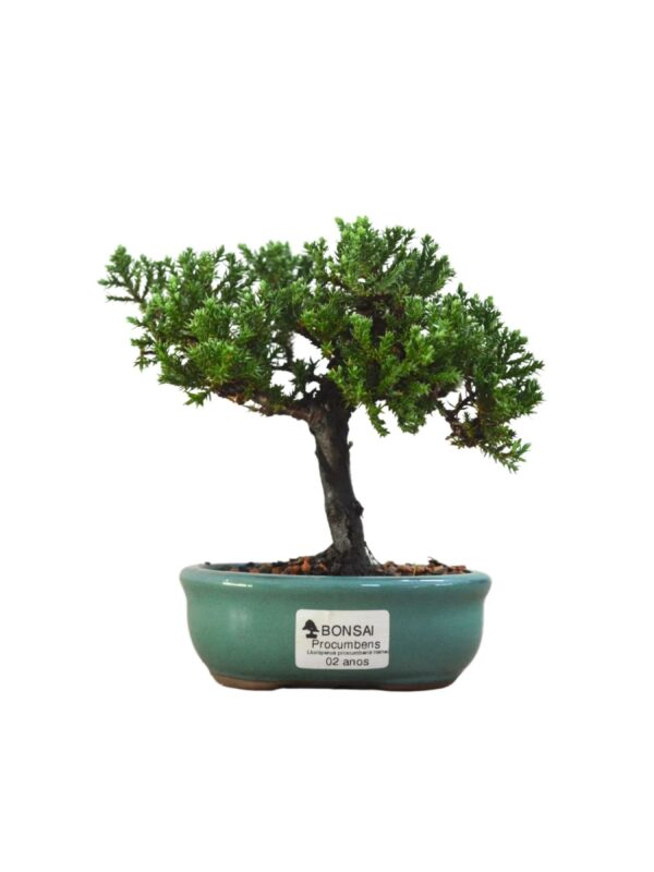 Bonsai Juniperus Procumbes