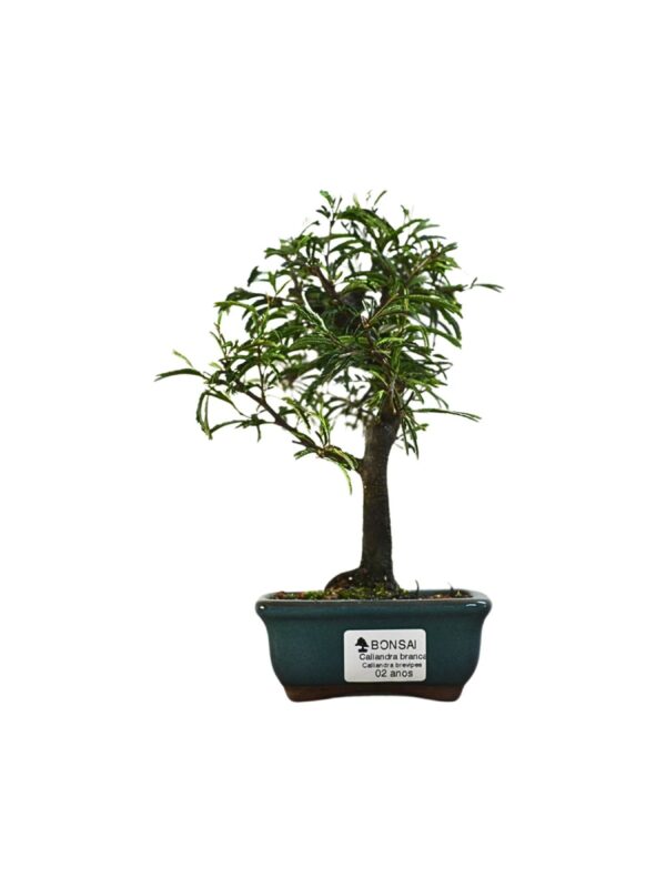 Bonsai Caliandra Branca