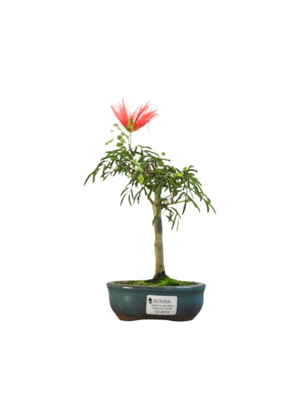 Bonsai Caliandra Vermelha