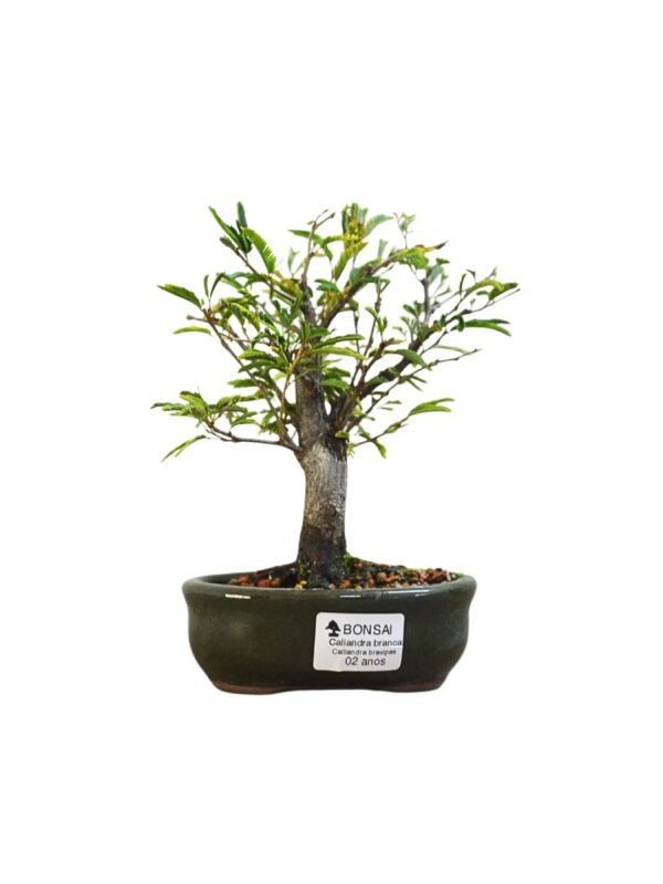 Bonsai Caliandra Branca