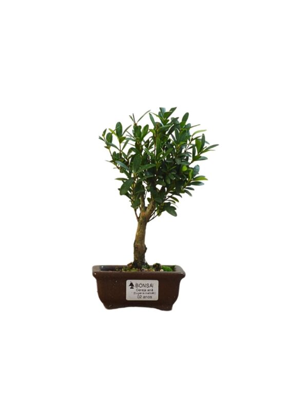 Bonsai Cereja Anã