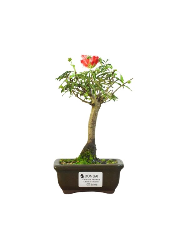 Bonsai Caliandra Vermelha