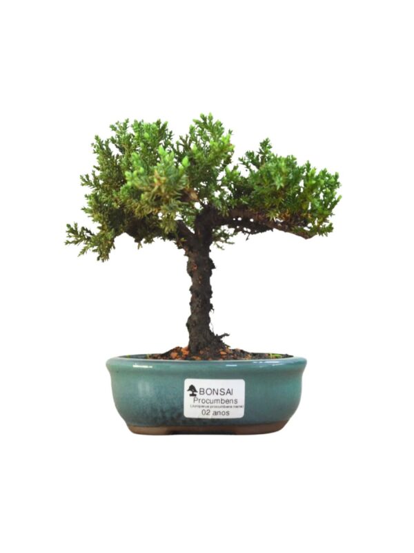 Bonsai Juniperus Procumbens