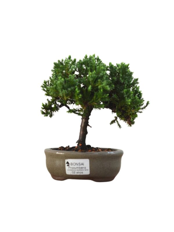 Bonsai Juniperus Procumbens