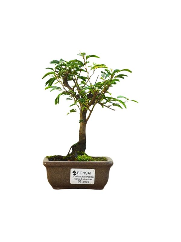 Bonsai Caliandra Branca