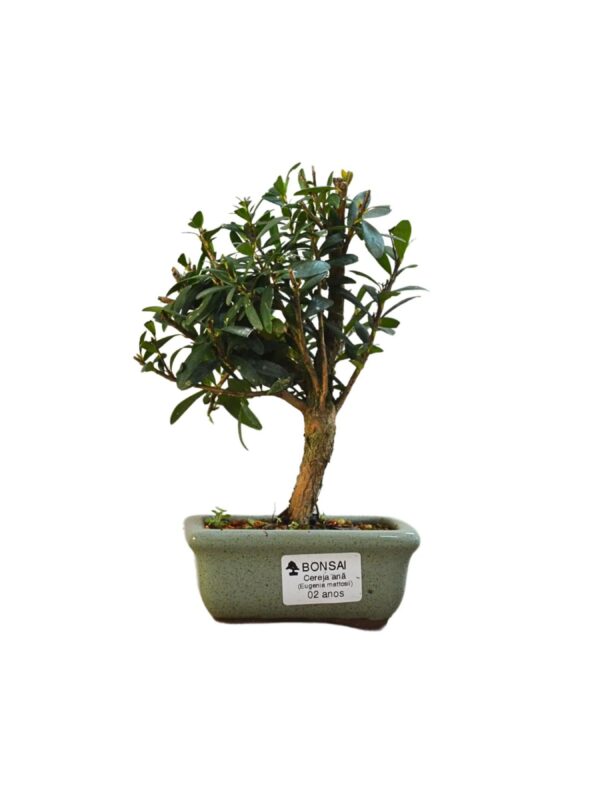 Bonsai Cereja Anã