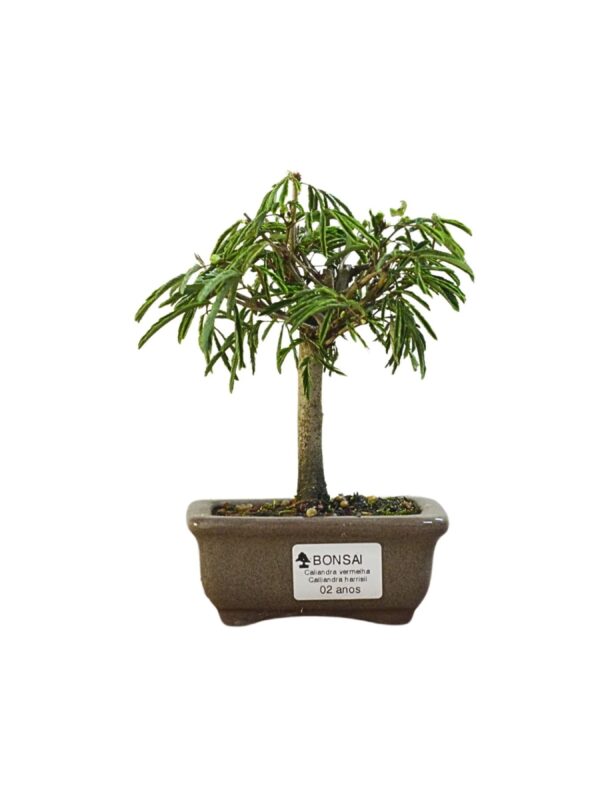 Bonsai Caliandra Vermelha