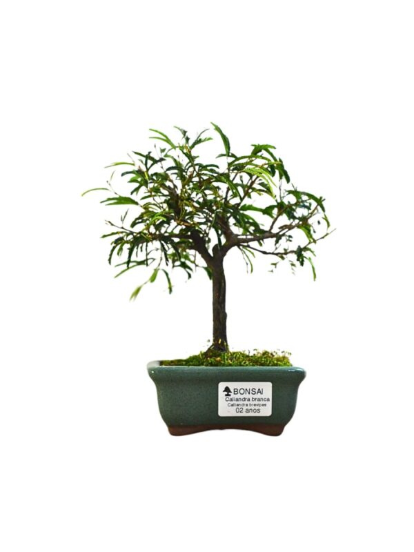 Bonsai Caliandra Branca