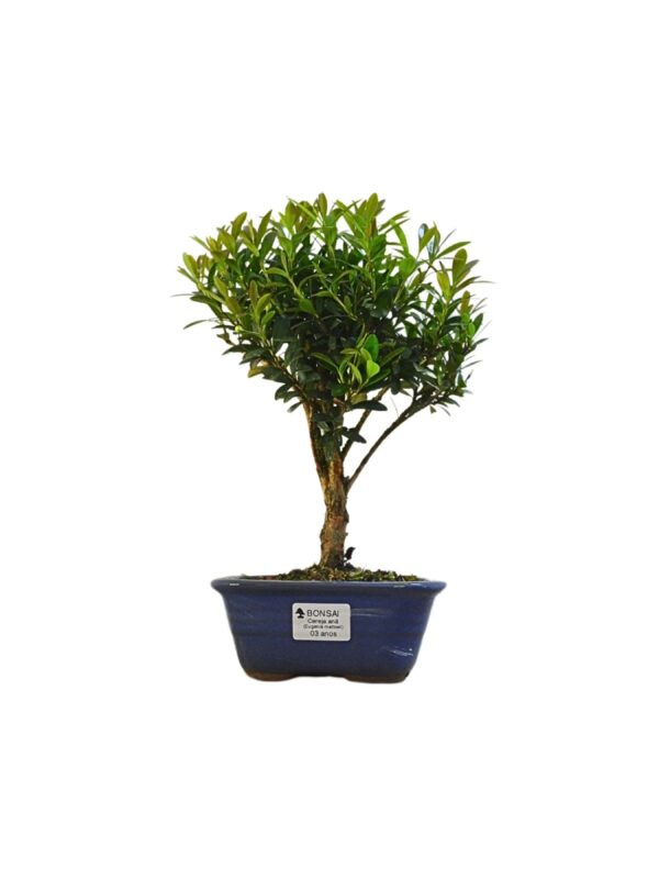 Bonsai Cereja Anã