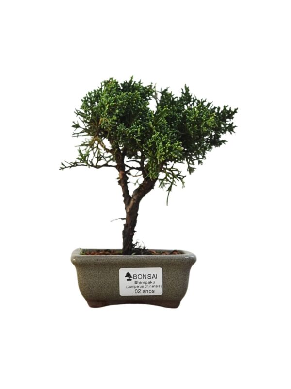 Bonsai Shimpaku Kichu