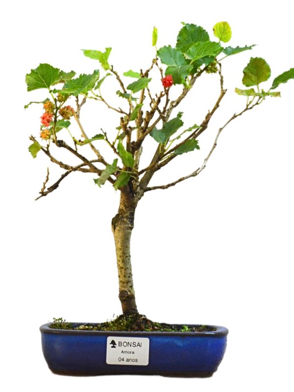 Bonsai Amoreira