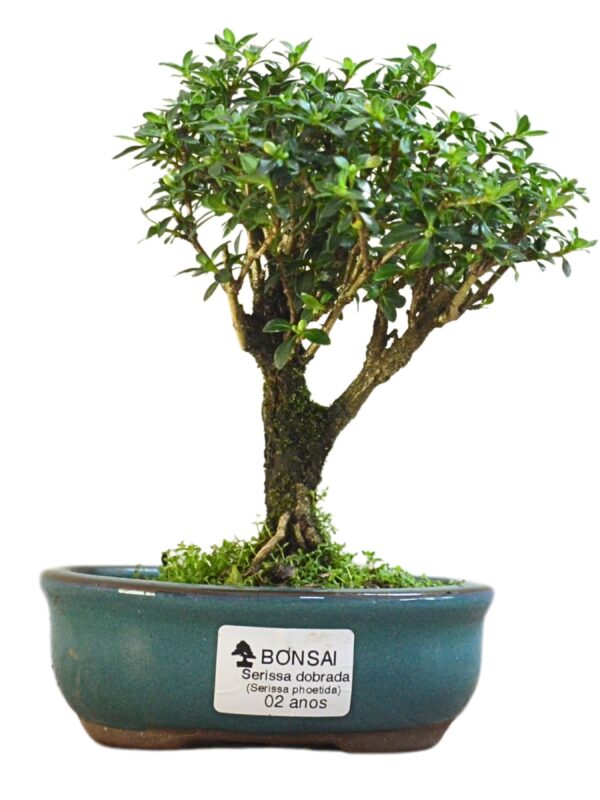 Bonsai Serissa Dobrada