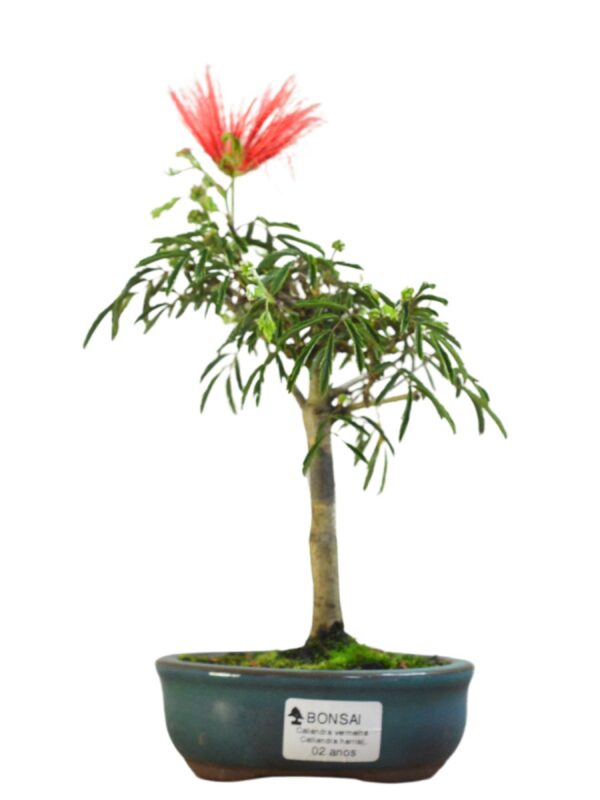 Bonsai Caliandra Vermelha