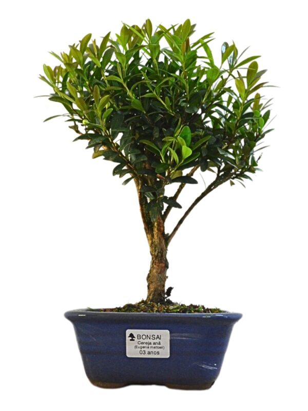 Bonsai Cereja Anã