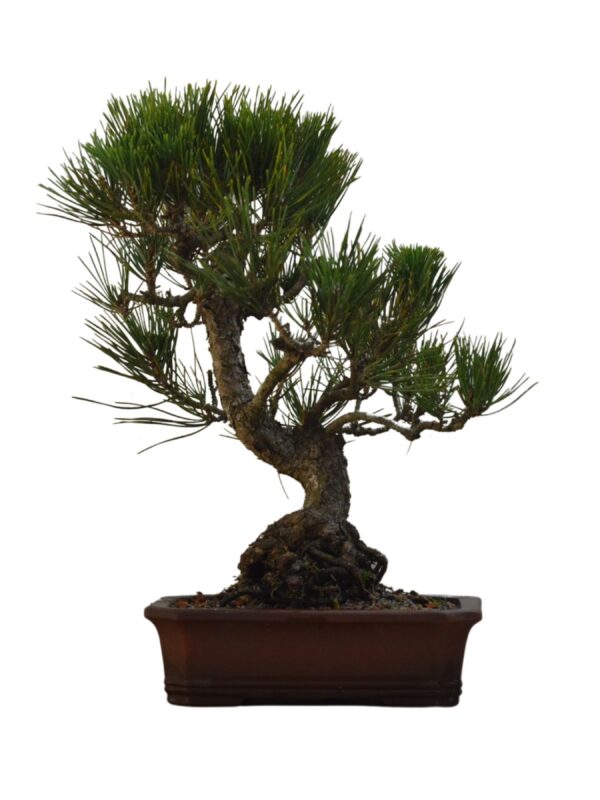 Bonsai de Pinheiro Negro