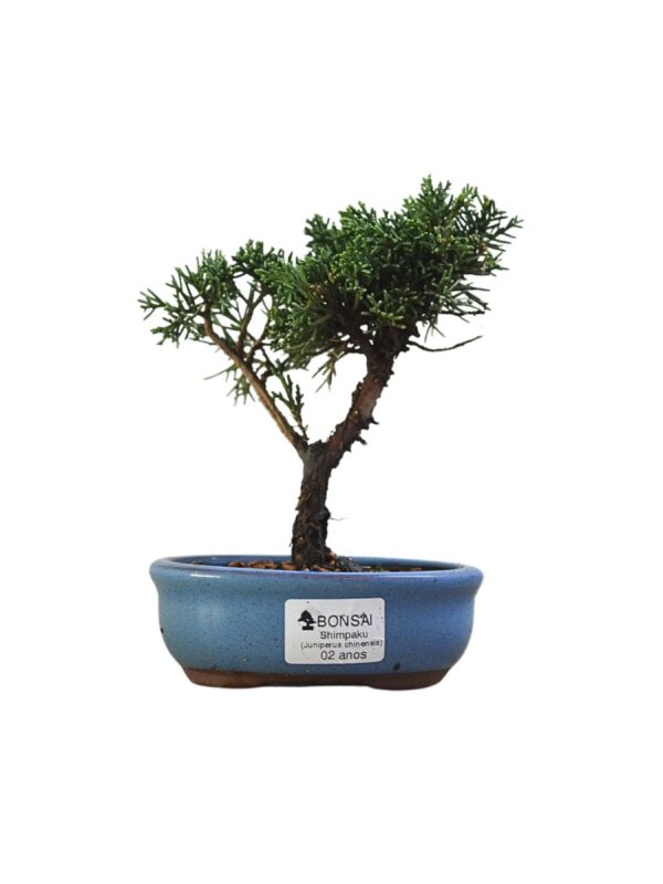 Bonsai Shimpaku Kichu