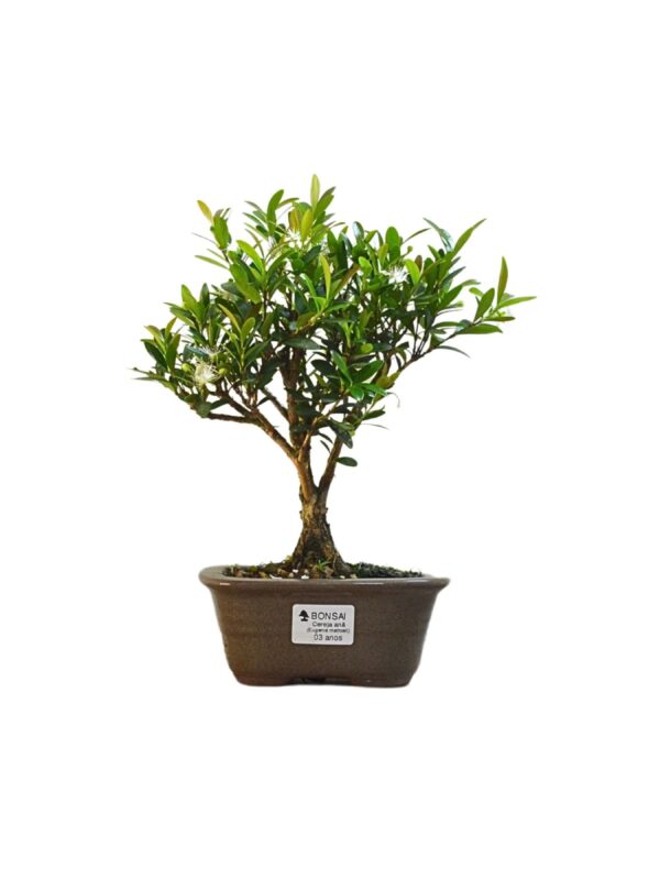 Bonsai Cereja Anã