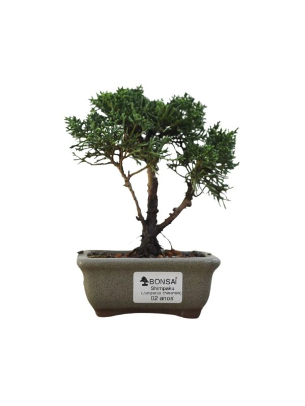 Bonsai Shimpaku Kichu