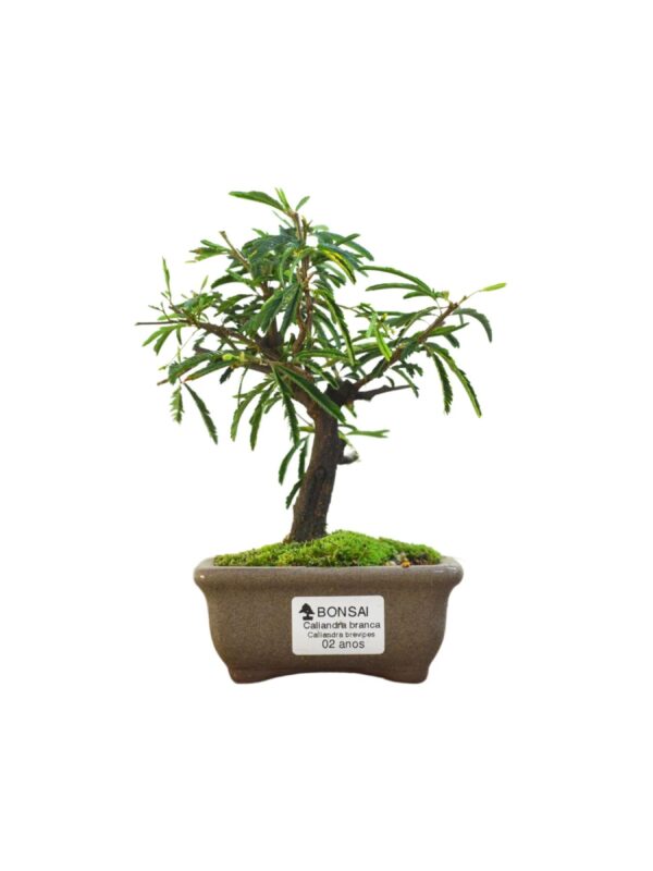 Bonsai Caliandra Branca