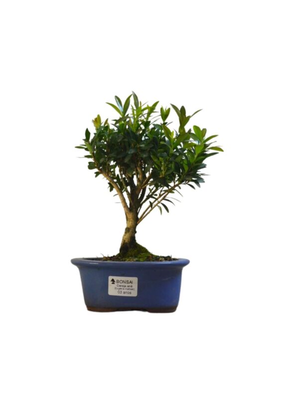 Bonsai Cereja Anã