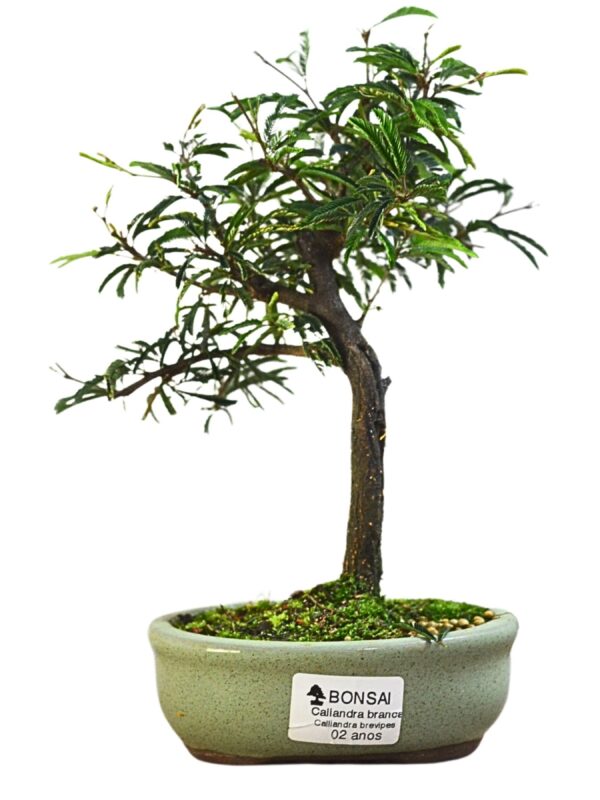 Bonsai Caliandra Branca