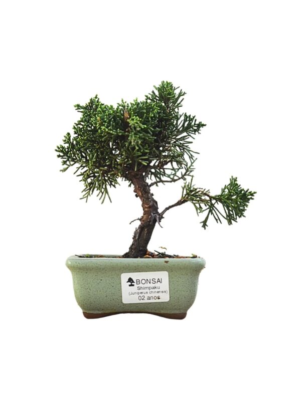 Bonsai Shimpaku Kichu