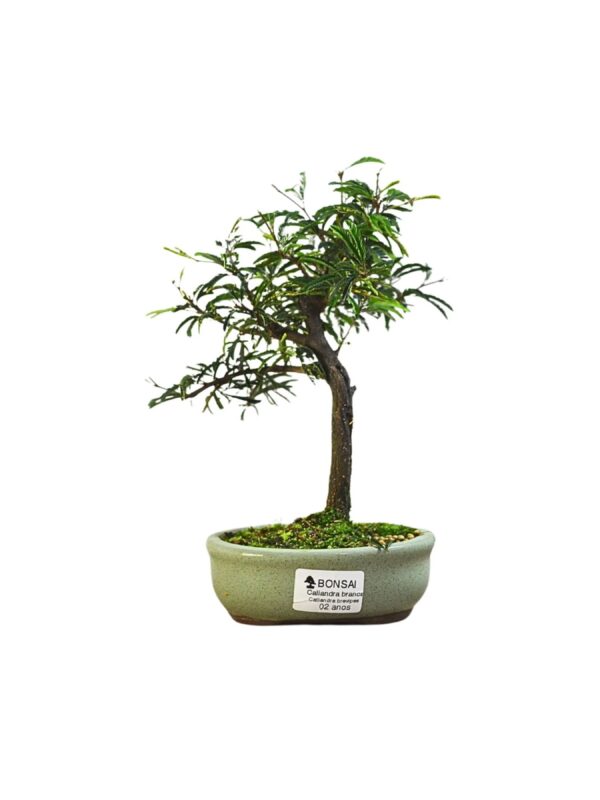 Bonsai Caliandra Branca