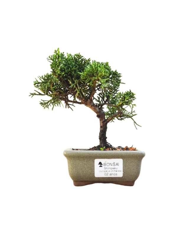 Bonsai Shimpaku Kichu