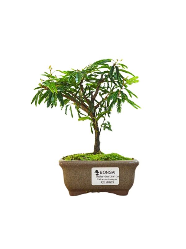 Bonsai Caliandra Branca