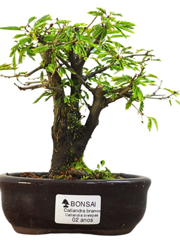 Bonsai Caliandra Branca