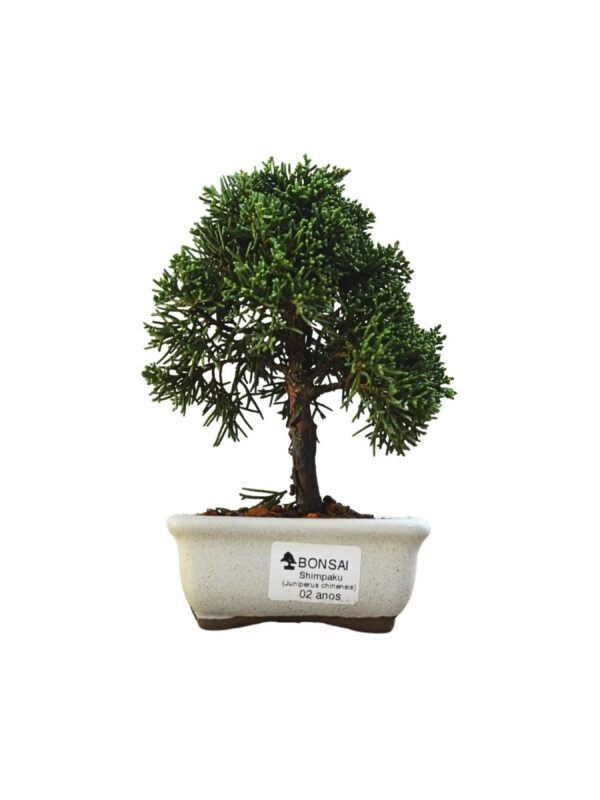 Bonsai Shimpaku Kichu