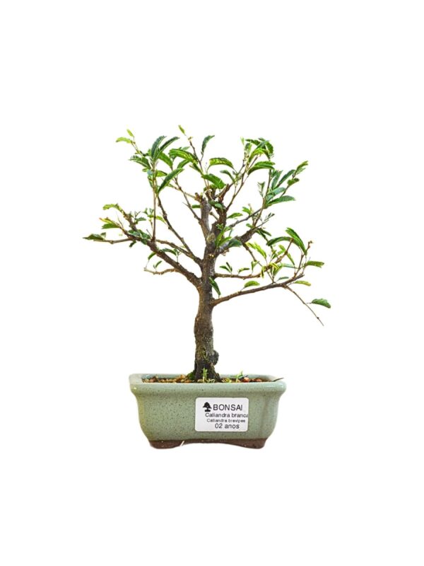 Bonsai Caliandra Branca