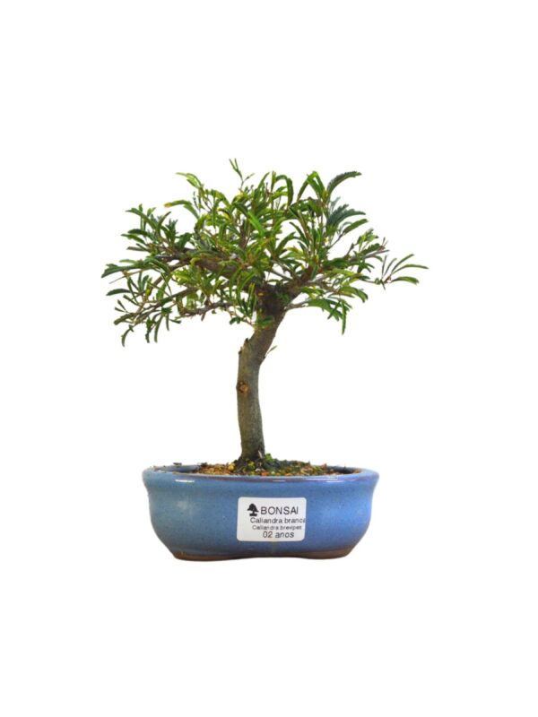 Bonsai Caliandra Branca