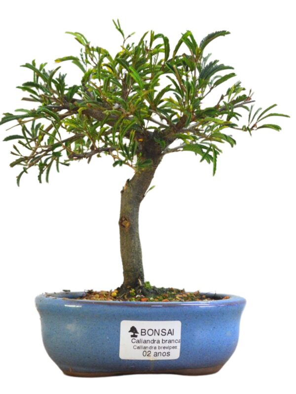 Bonsai Caliandra Branca