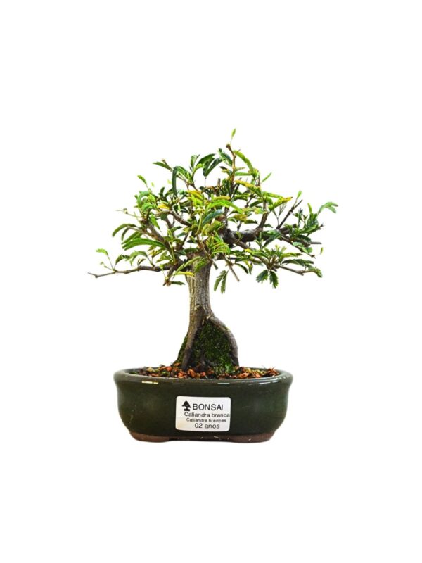 Bonsai Caliandra Branca