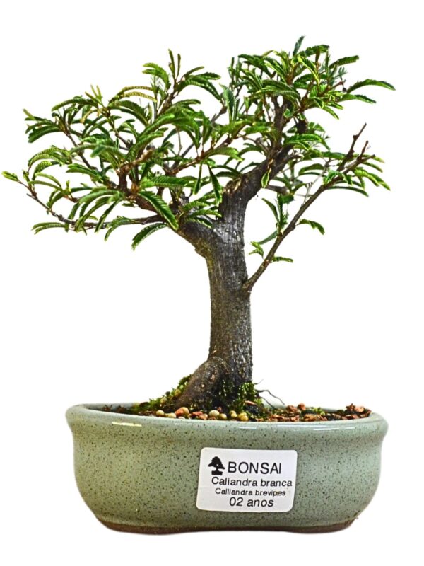 Bonsai Caliandra Branca