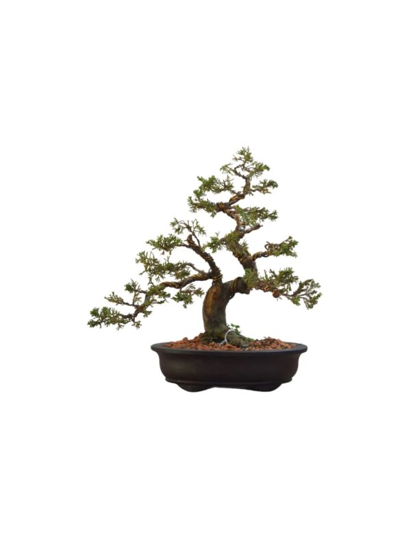 Bonsai shimpaku kichu