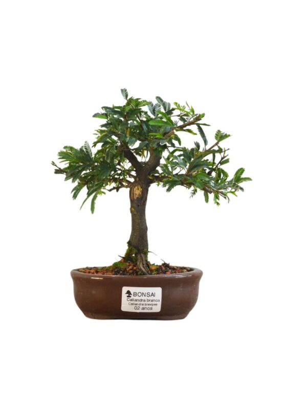 Bonsai Caliandra Branca