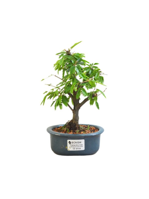 Bonsai Caliandra Branca