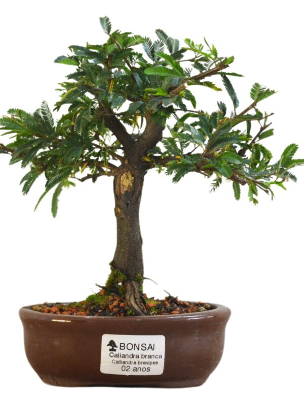 Bonsai Caliandra Branca