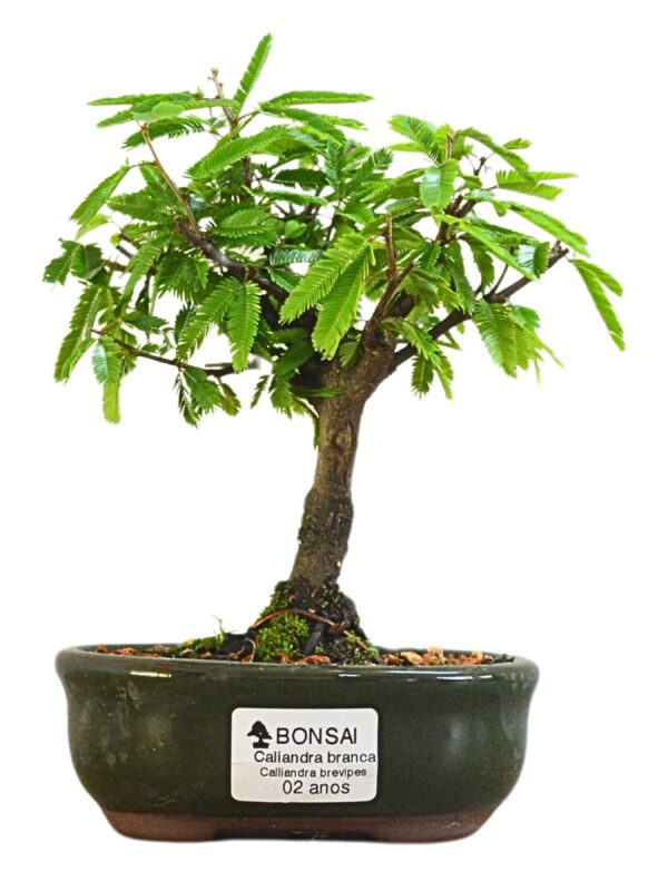 Bonsai Caliandra Branca