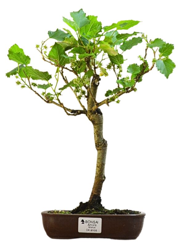 Bonsai Amoreira