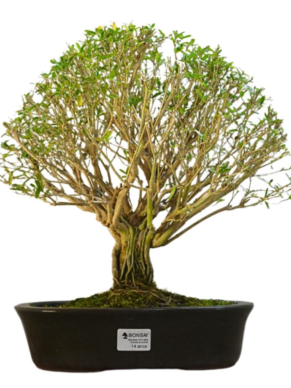 Bonsai Serissa Chinesa