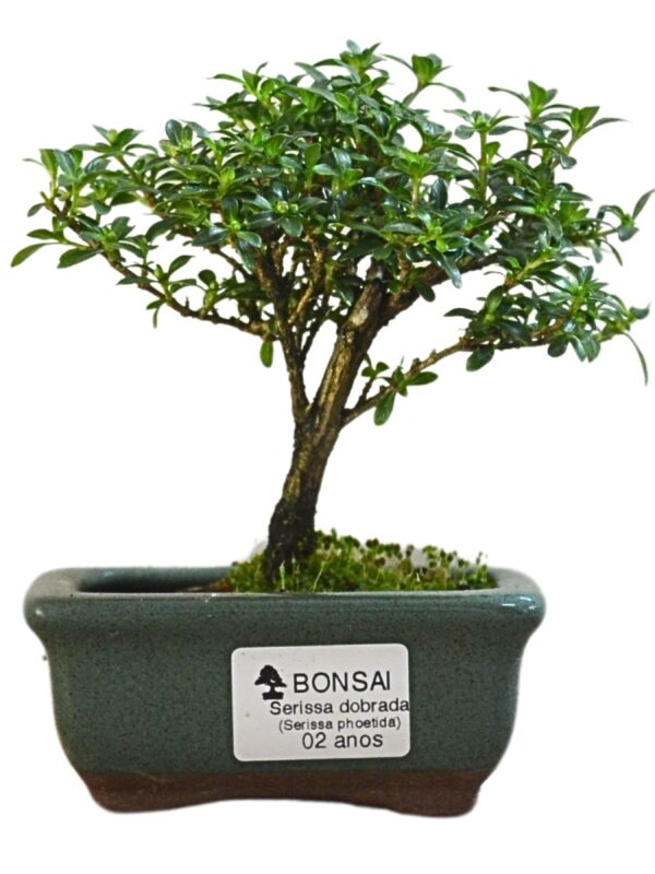 Bonsai Serissa Dobrada