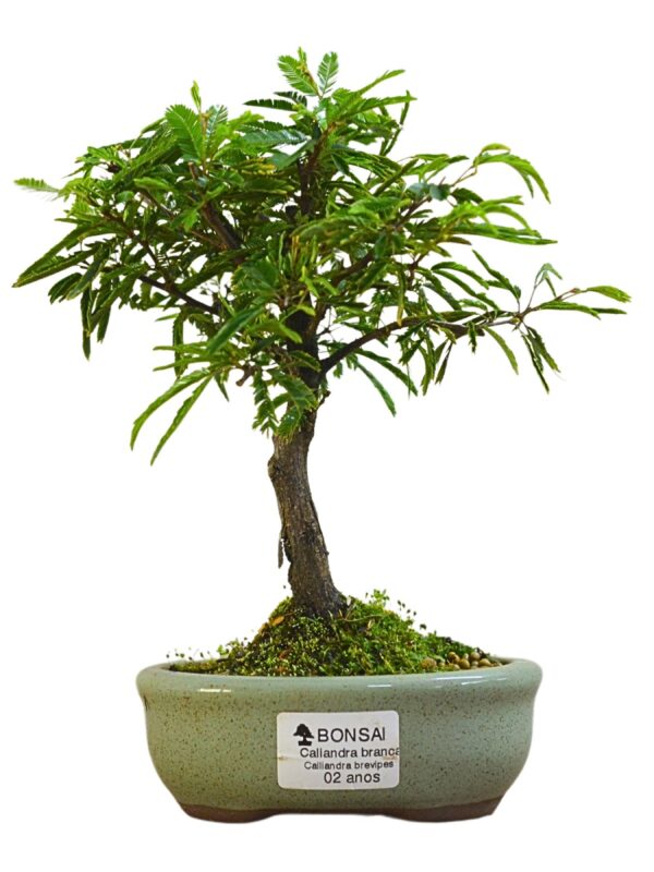 Bonsai Caliandra Branca