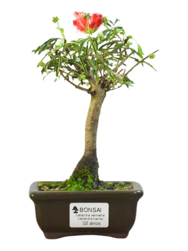 Bonsai Caliandra Vermelha