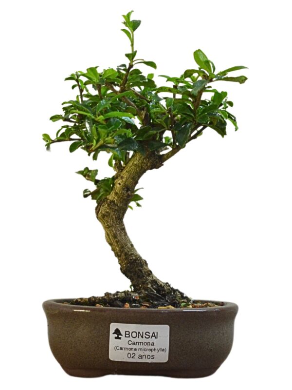 Bonsai de Carmona